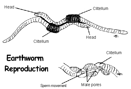 Common Earthworm - The Reproductive System