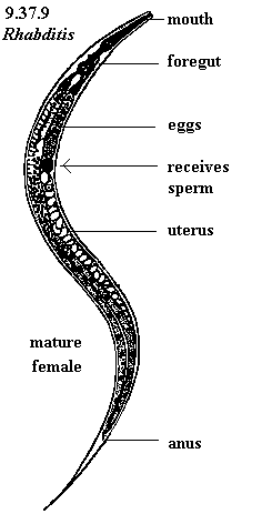 Ascaris lumbricoides - The Reproductive System